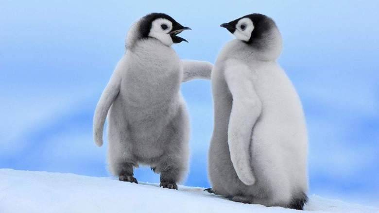 link building penguin