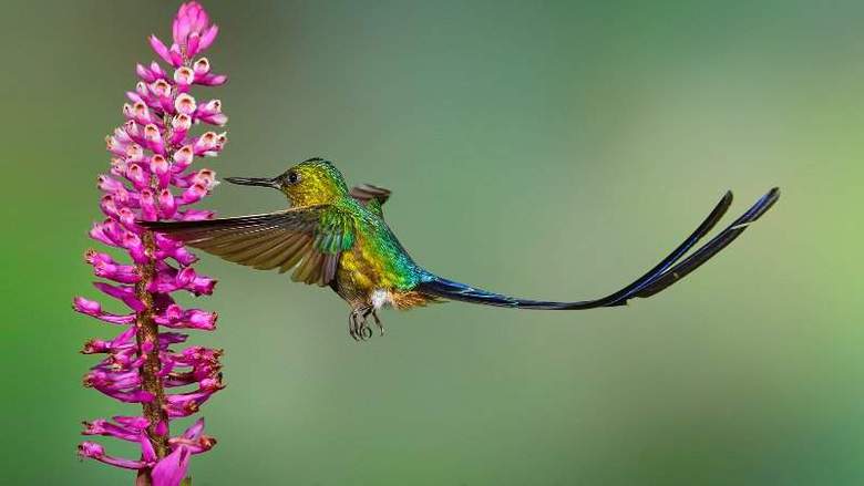 Google Humminggbird